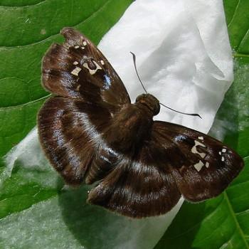 Quadrus cerialis