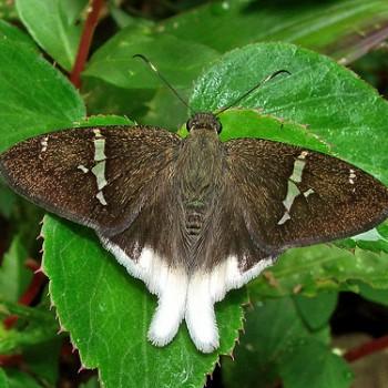 Urbanus doryssus