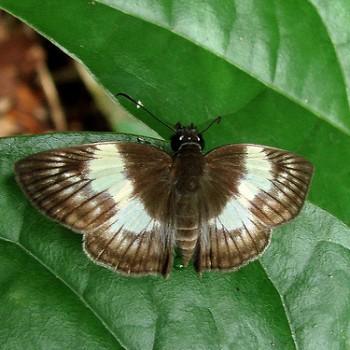 Potamanaxas effusa