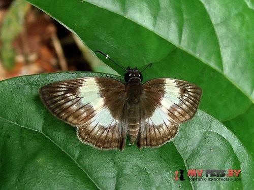 Potamanaxas effusa