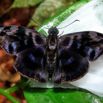 Ebrietas evanidus