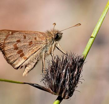 Anisynta sphenosema