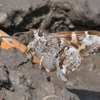 Zestusa dorus