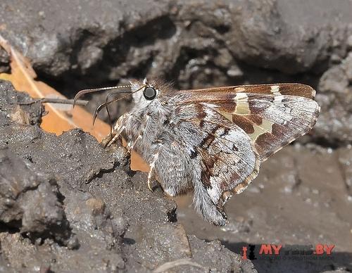 Zestusa dorus