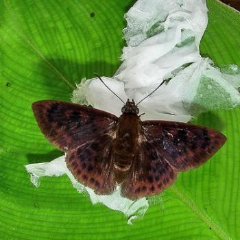 Pachyneuria duidae