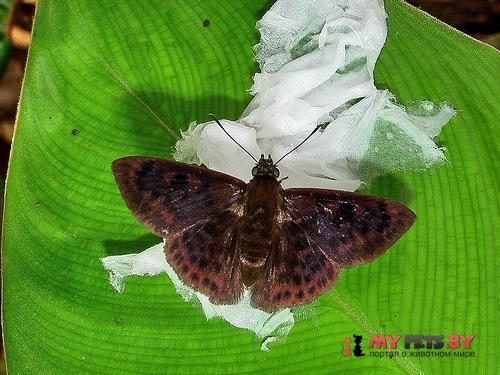Pachyneuria duidae