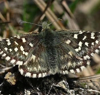 Pyrgus andromedae