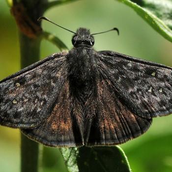 Erynnis afranius