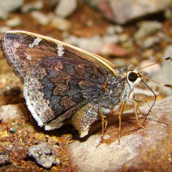 Cogia caicus