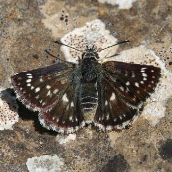 Spialia orbifer