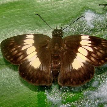 Potamanaxas hirta