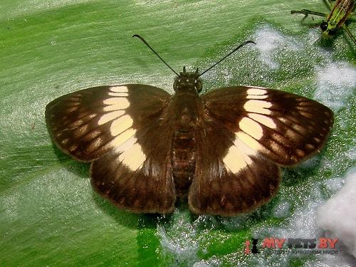 Potamanaxas hirta