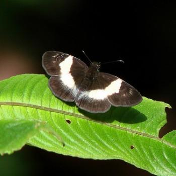 Potamanaxas unifasciata