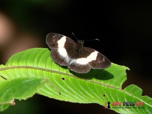 Potamanaxas unifasciata