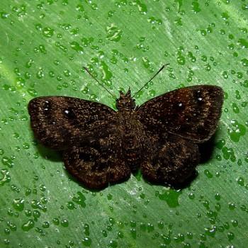 Staphylus oeta