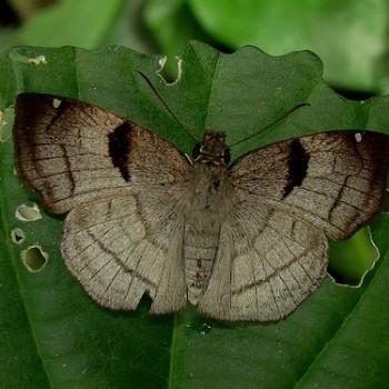 Antigonus decens