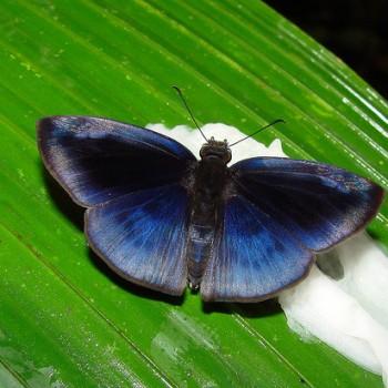 Anastrus neaeris