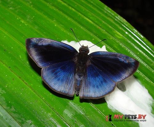 Anastrus neaeris