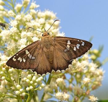 Apyrrothrix arizonae