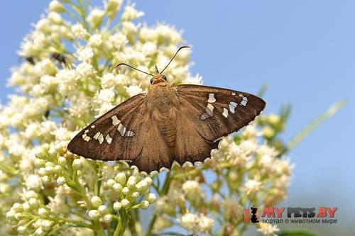 Apyrrothrix arizonae