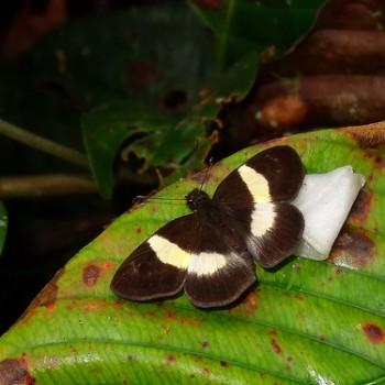 Potamanaxas melicertes