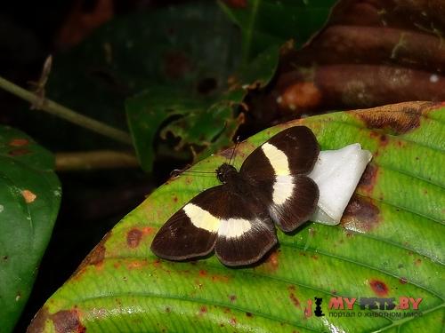 Potamanaxas melicertes
