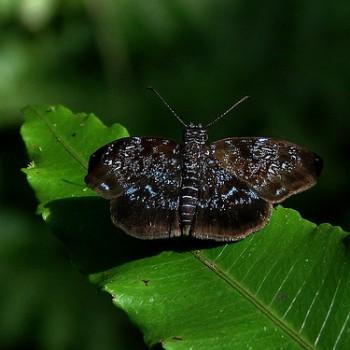 Sostrata caerulans