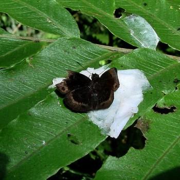 Ouleus accedens
