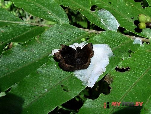 Ouleus accedens