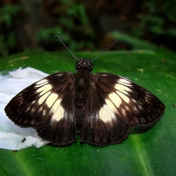 Potamanaxas paralus