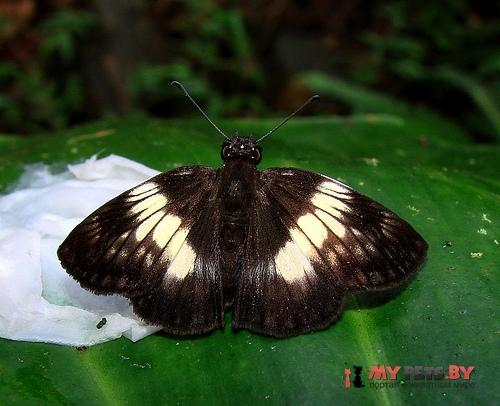 Potamanaxas paralus
