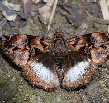 Noctuana lactifera