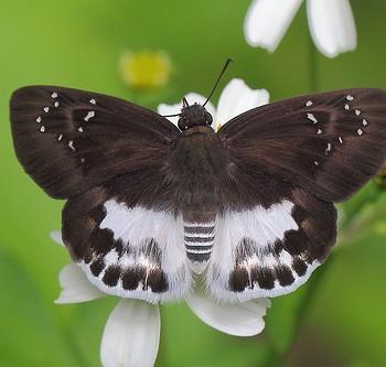 Tagiades cohaerens