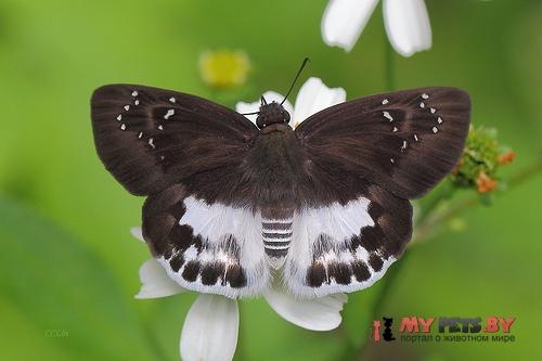 Tagiades cohaerens