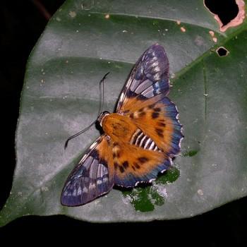 Myscelus assaricus
