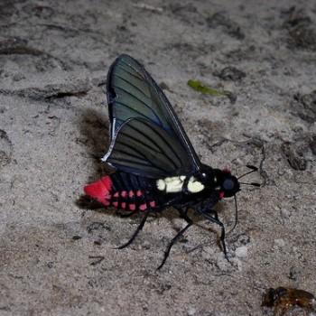 Mysarbia sejanus