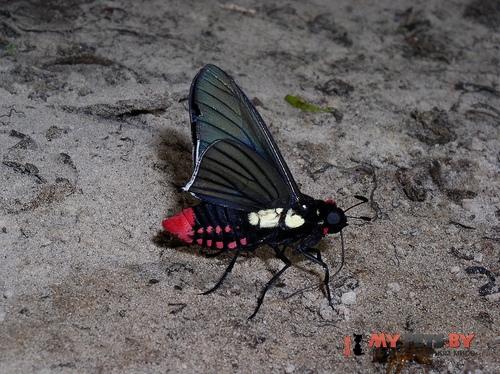 Mysarbia sejanus
