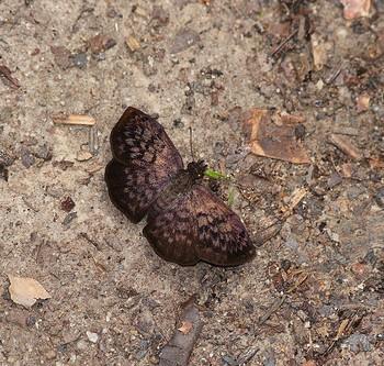 Camptopleura theramenes