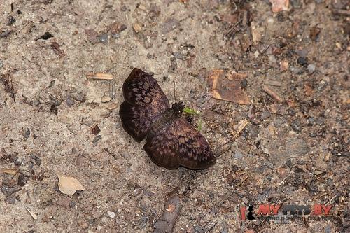 Camptopleura theramenes