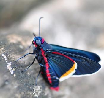 Mysoria barcastus