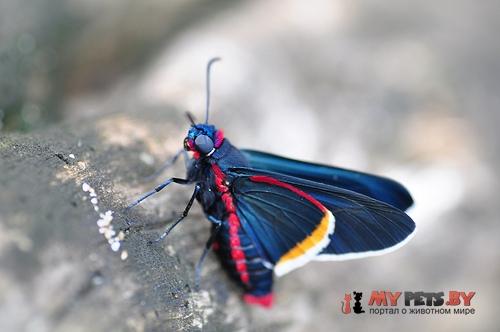 Mysoria barcastus
