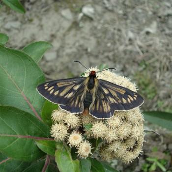 Metardaris cosinga