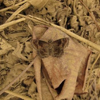Staphylus huigra