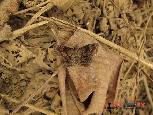 Staphylus huigra