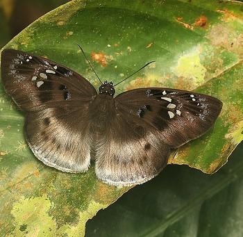 Tagiades flesus