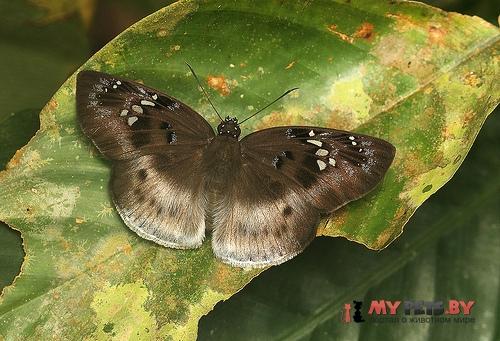 Tagiades flesus