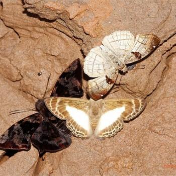 Sophista aristoteles