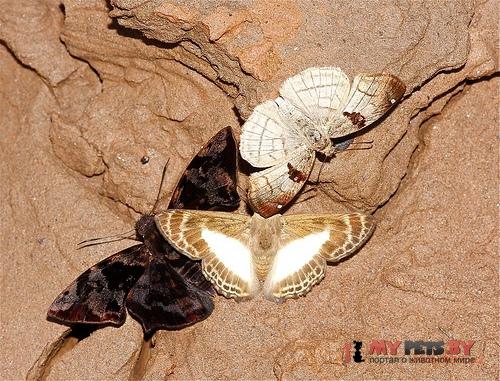 Sophista aristoteles