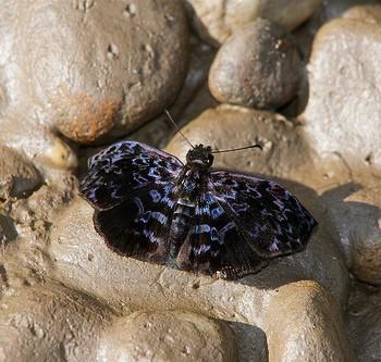 Cycloglypha thrasibulus