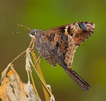 Typhedanus undulatus